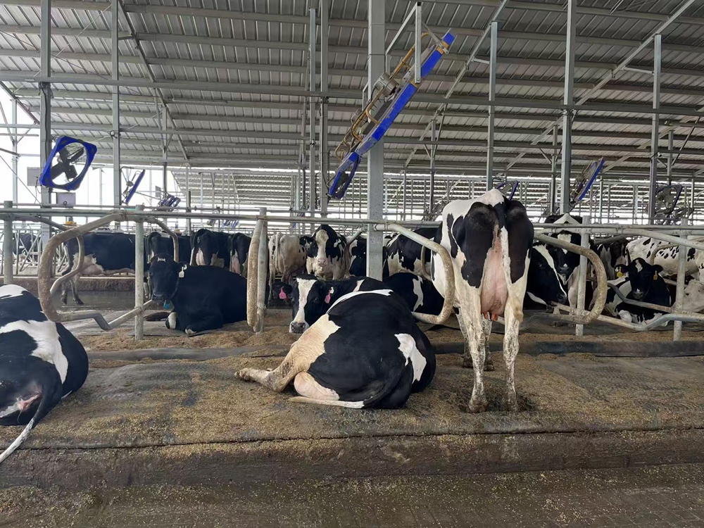 Cow Waterbed