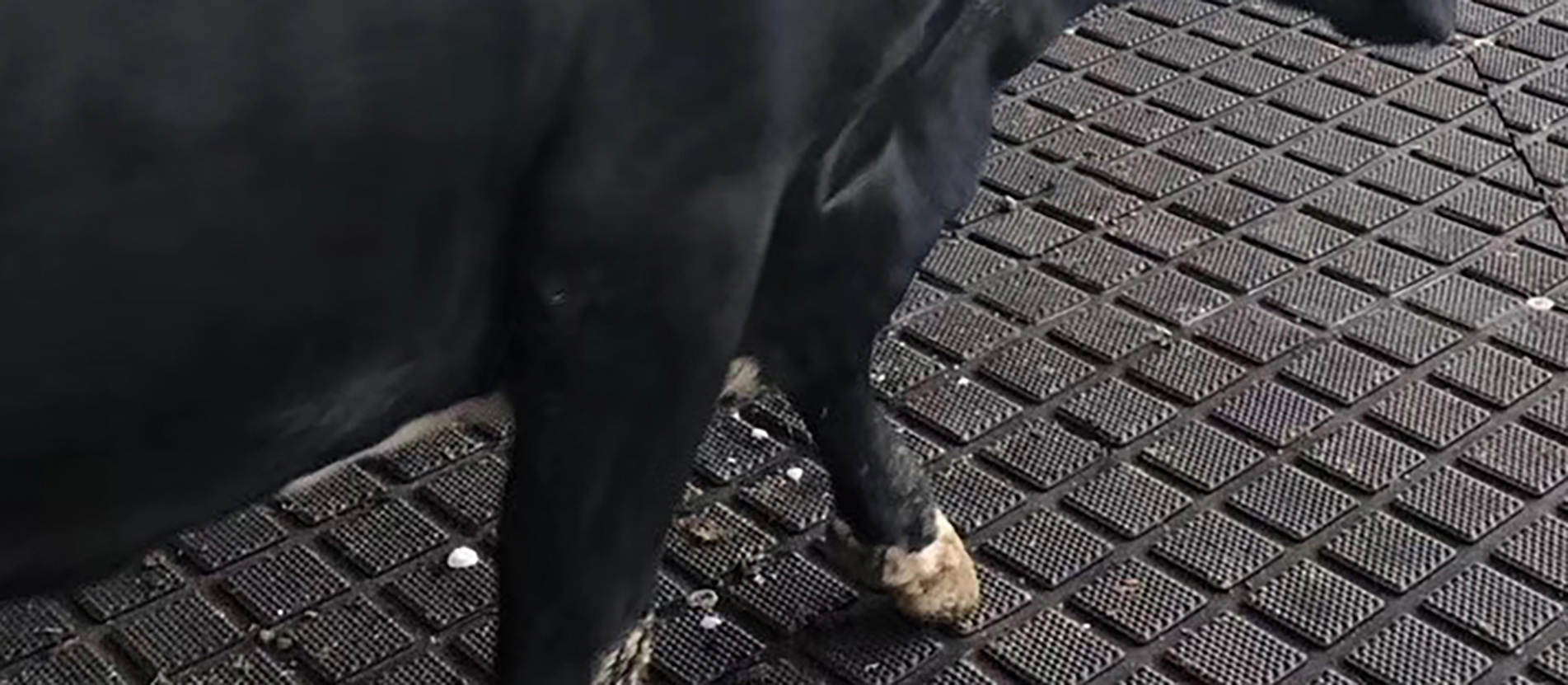 Professional production bases for livestock mats